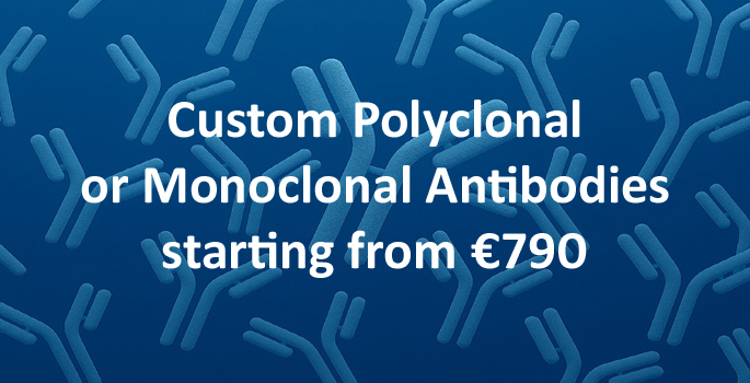 Anticorps polyclonaux ou monoclonaux à façon copie.jpg