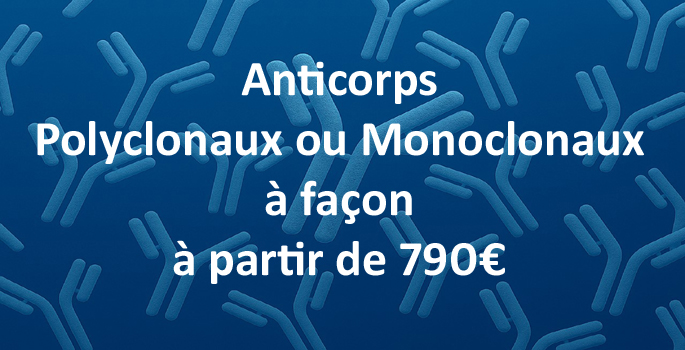 Anticorps polyclonaux ou monoclonaux à façon copie.jpg
